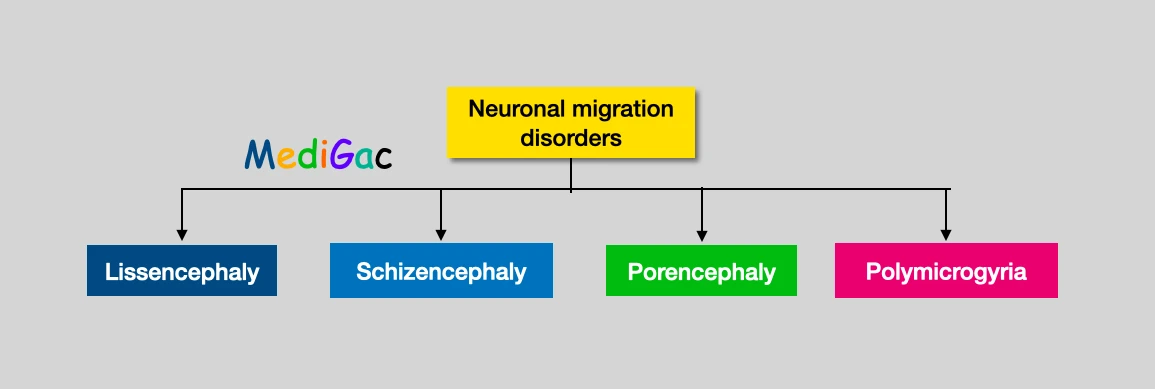 Neuronal migration disorders